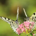 two butterflies on pink Ixoria flower